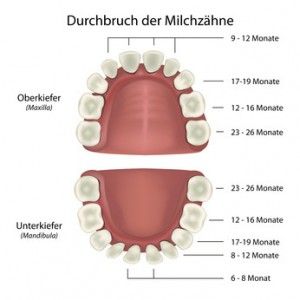Durchbruch der Zähne