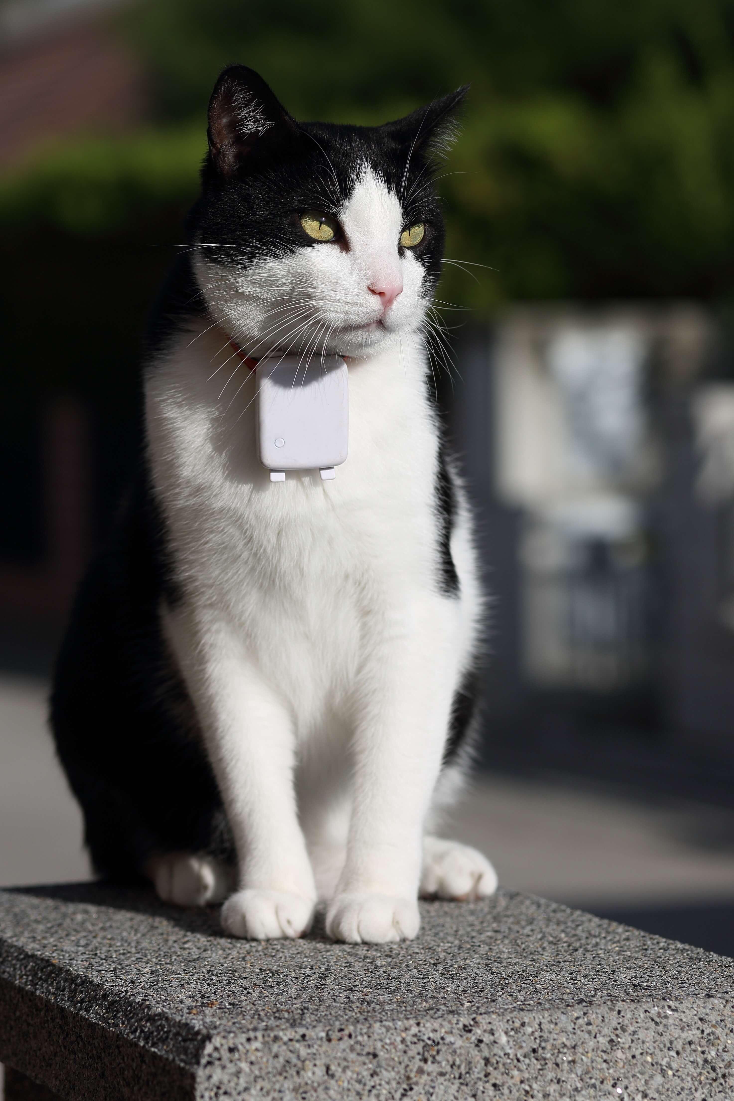 Schwarz weiße Katze mit GPS Tracker